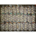 Best Quality Fresh Normal White Garlic 5.0cm